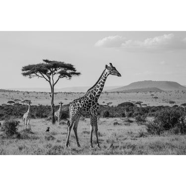 Black and White Savannah Animals